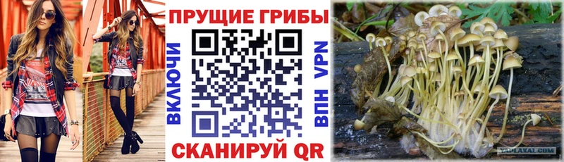 закладки  Сыктывкар  Галлюциногенные грибы GOLDEN TEACHER 